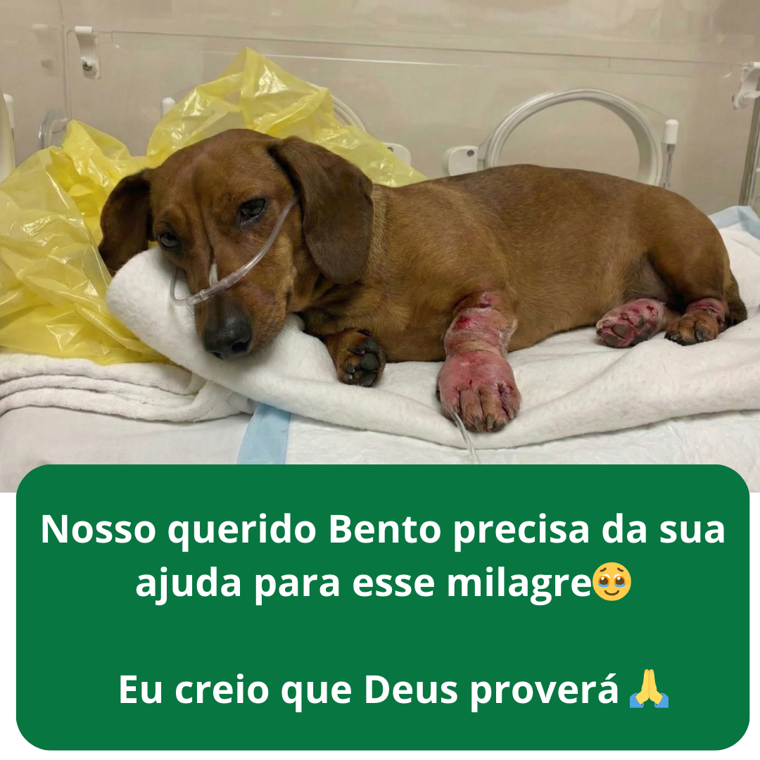 Imagem de Bruce, conteúdo da página